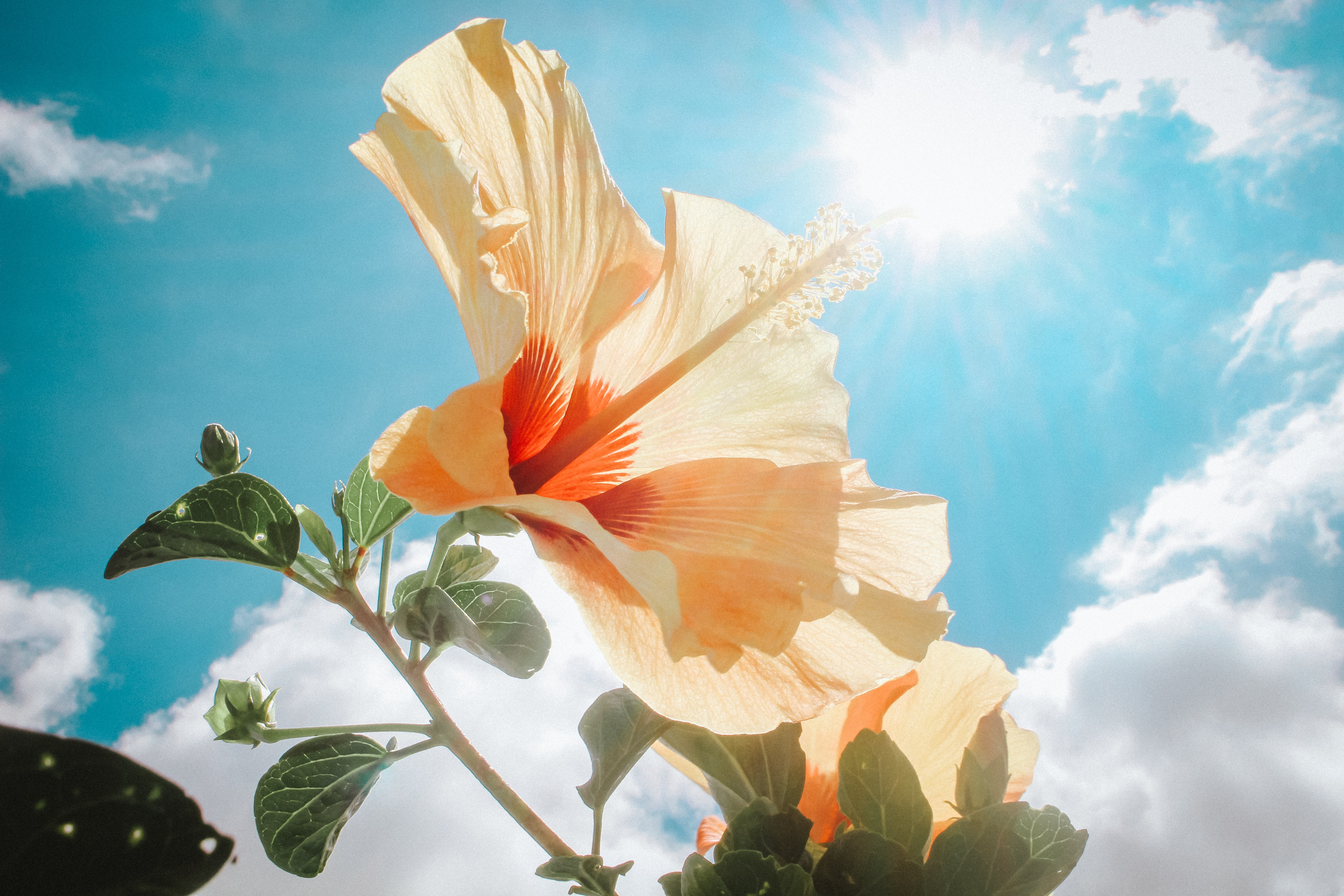 Hibiscus flower reaching toward sunlight